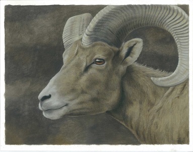 Desert Ram, by Theresa Rodriguez